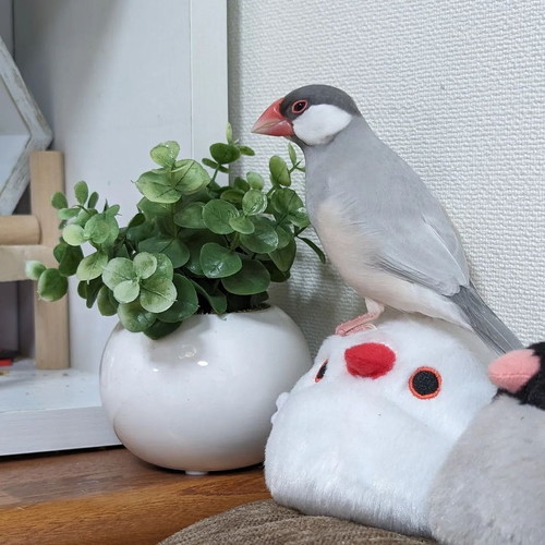 ぬいぐるみの上