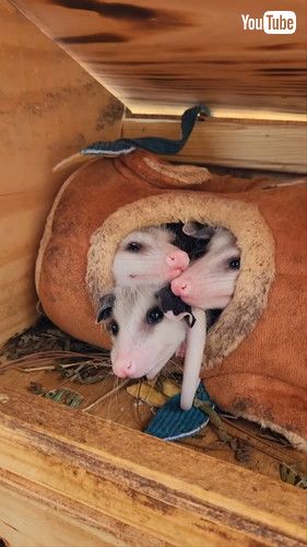 「Clown Car: Baby Opossum Edition || ViralHog」