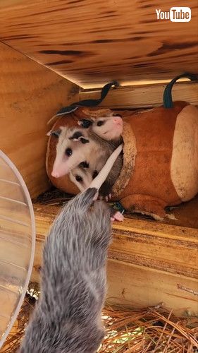 「Clown Car: Baby Opossum Edition || ViralHog」