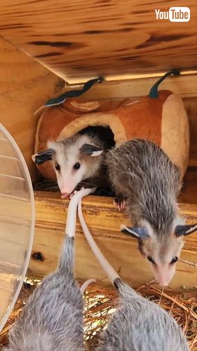 「Clown Car: Baby Opossum Edition || ViralHog」