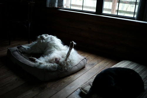 ボルゾイは貴族の犬だと言われるが……