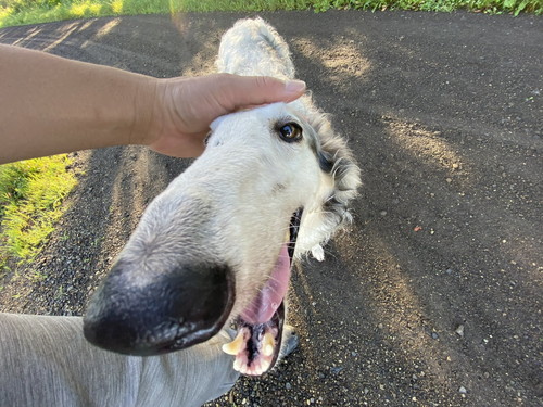 ボルゾイは貴族の犬だと言われるが……