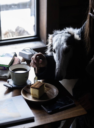 ボルゾイは貴族の犬だと言われるが……