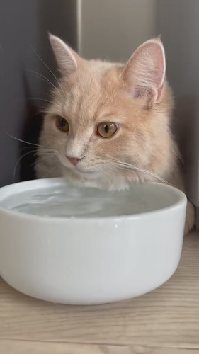 長毛種であるという自覚が足りないきなこくん