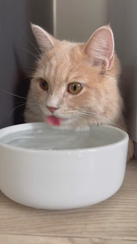 長毛種であるという自覚が足りないきなこくん