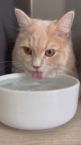 長毛種であるという自覚が足りないきなこくん