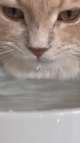 長毛種であるという自覚が足りないきなこくん