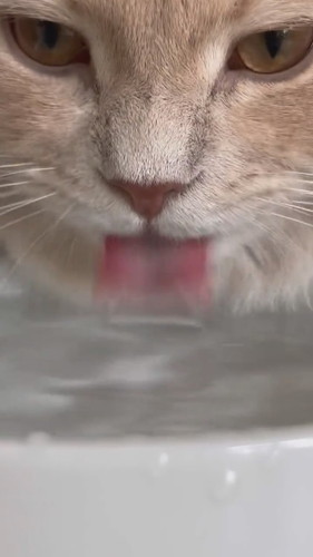 長毛種であるという自覚が足りないきなこくん