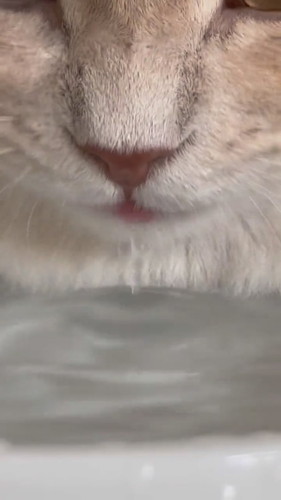 長毛種であるという自覚が足りないきなこくん