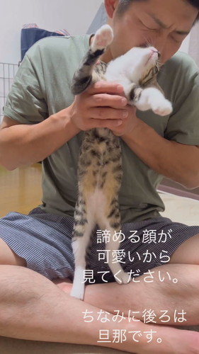 愛されている猫