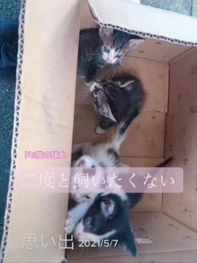 「段ボールで捨てられていた球太が、幸せを届けてくれました」