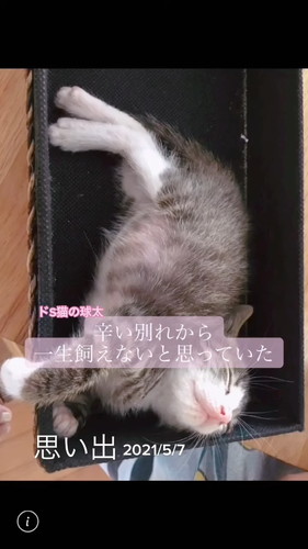 「段ボールで捨てられていた球太が、幸せを届けてくれました」