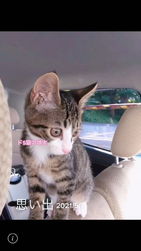 「段ボールで捨てられていた球太が、幸せを届けてくれました」