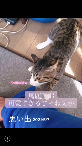 「段ボールで捨てられていた球太が、幸せを届けてくれました」