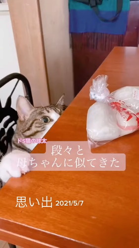 「段ボールで捨てられていた球太が、幸せを届けてくれました」