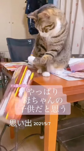 「段ボールで捨てられていた球太が、幸せを届けてくれました」