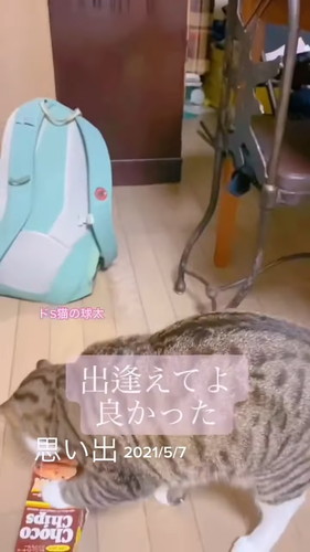 「段ボールで捨てられていた球太が、幸せを届けてくれました」