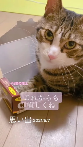 「段ボールで捨てられていた球太が、幸せを届けてくれました」