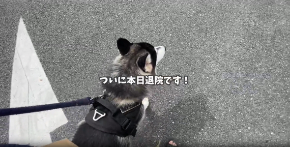 誤嚥性肺炎で入院していたシベリアンハスキー