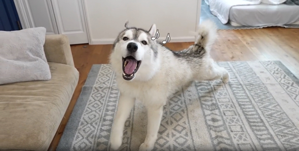 ハスキーのフィンくん