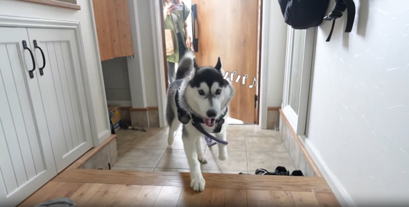 パパと久しぶり会えて喜ぶシベリアンハスキー