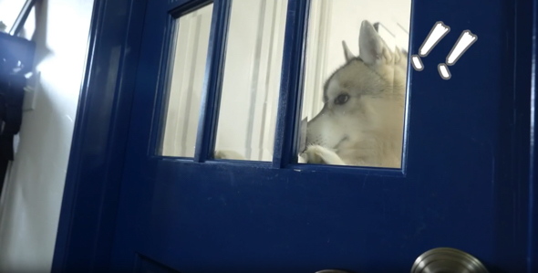 パパと再会した弟ワンコを見つめる兄ワンコ