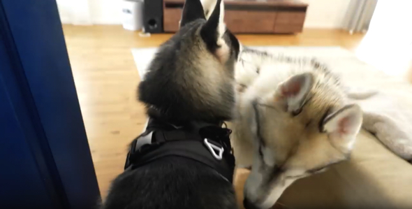 ドアが開いた瞬間、兄ワンコに駆け寄る弟ワンコ