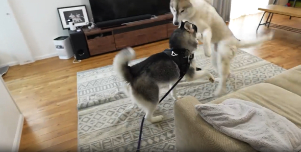 久しぶりの再会にはしゃぐ兄弟ワンコ