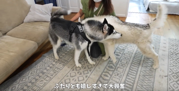 嬉しすぎて匂いチェックが止まらない兄弟ワンコ