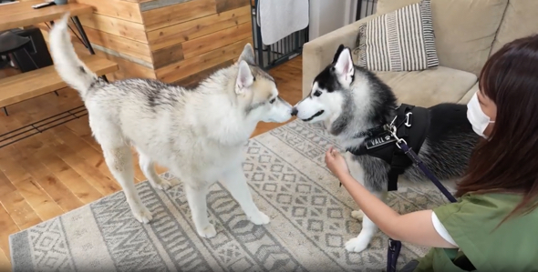 幸せそうな表情の兄弟ワンコ