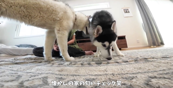 自宅の匂いを再確認するシベリアンハスキー