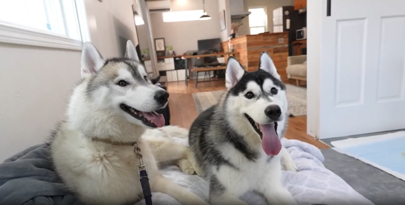楽しそうに並ぶ2匹のシベリアンハスキー