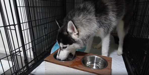 食欲旺盛なシベリアンハスキー