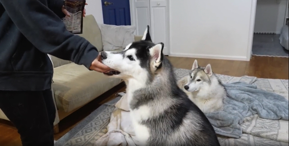 食後のおやつを食べるシベリアンハスキー