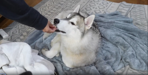 おやつの食べ方がやさしいシベリアンハスキー