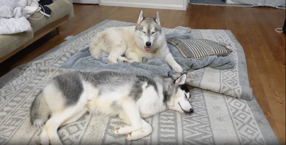 眠っている弟ワンコを見守る兄ワンコ