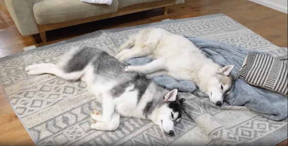 シンクロ寝が尊いシベリアンハスキーの兄弟