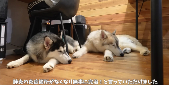 病気が完治したシベリアンハスキー