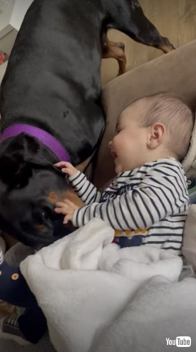 赤ちゃんとじゃれる犬