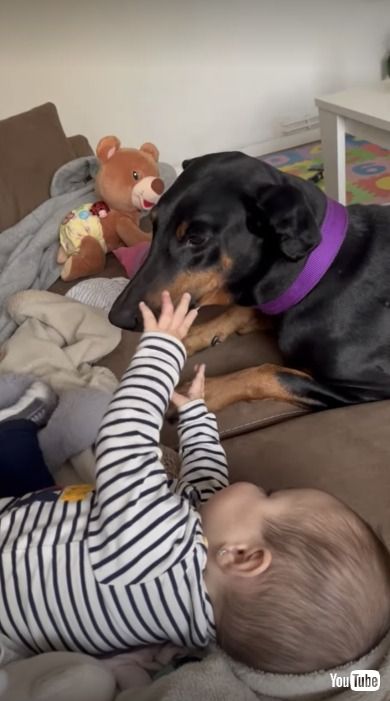 赤ちゃんに懐かれる犬