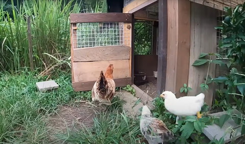 ニワトリをおいかけるひよこ