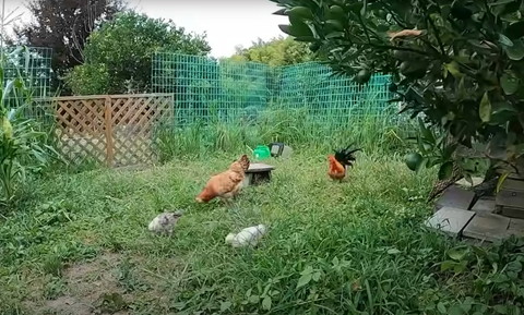 ひよこ2羽とニワトリ2羽遠くから