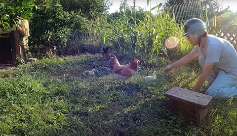 人に寄ってくるにわとりたち