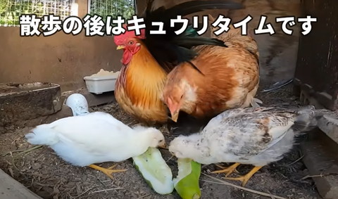 散歩のあとはキュウリタイム