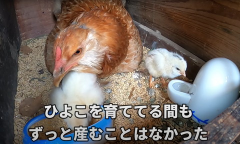 ひよこを育ててる間もずっと産むことはなかった