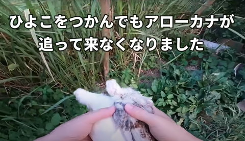 ひよこをつかんでも