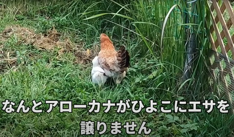 エサを譲りません