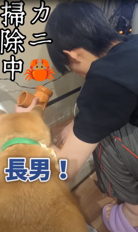 柴犬