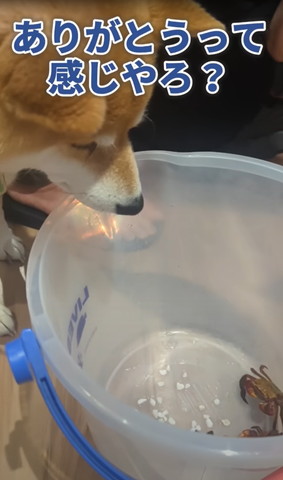 ありがとうって感じやろ