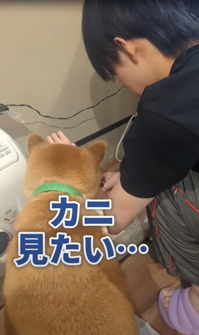 カニ見たい